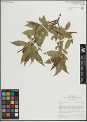 Foto von Salix lasiandra var. caudata (Nutt.) Sudw.
